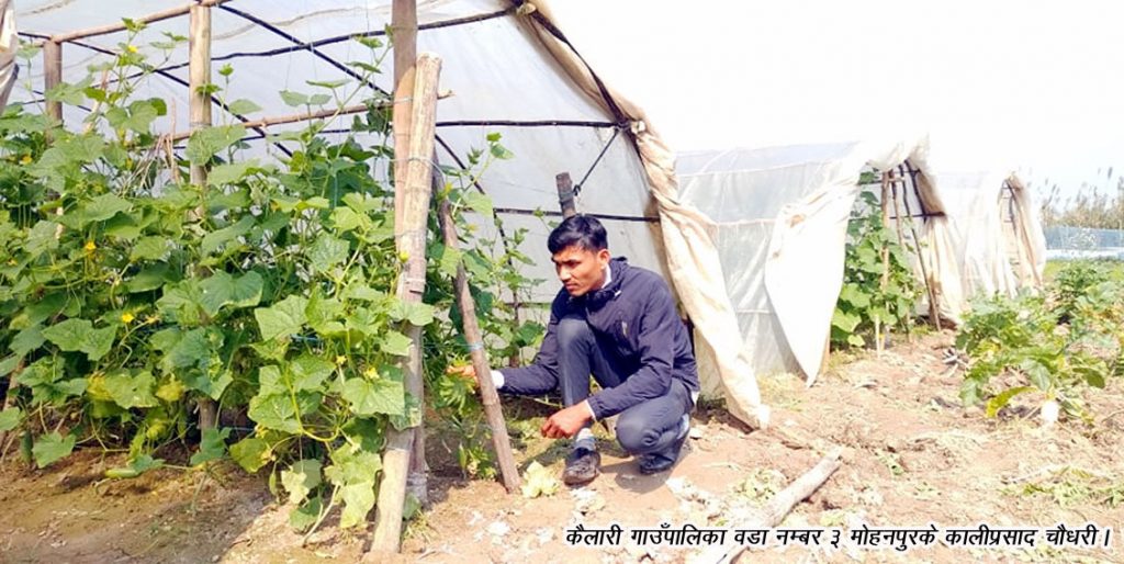 टिना खेतीमे जम्लैं कालीप्रसाद