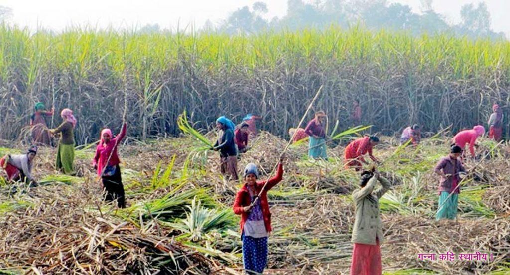 गन्ना मिल खुलके किसानन्हे लिरौसि