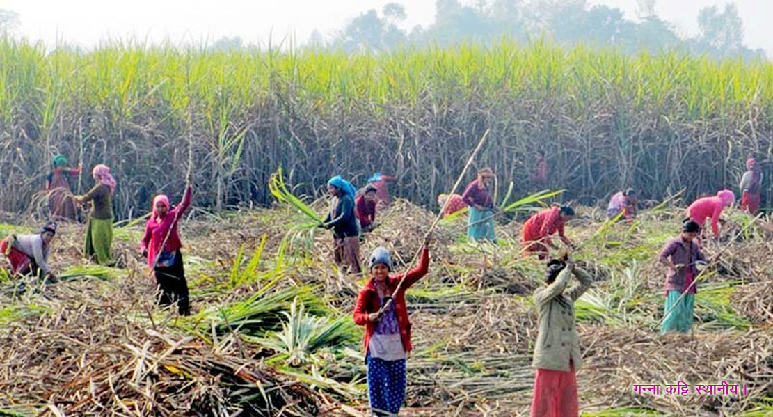 गन्ना मिल खुलके किसानन्हे लिरौसि