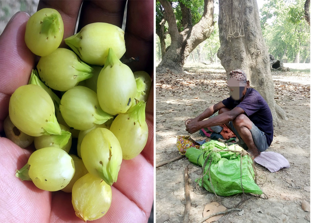 बहुउपयोगी महुवा संकलनके सिजन सुरु