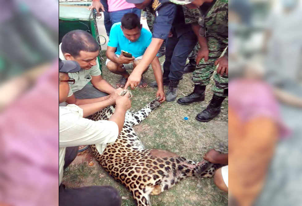 महिलाहे आक्रमण करुइया चितुवा नियन्त्रणमे