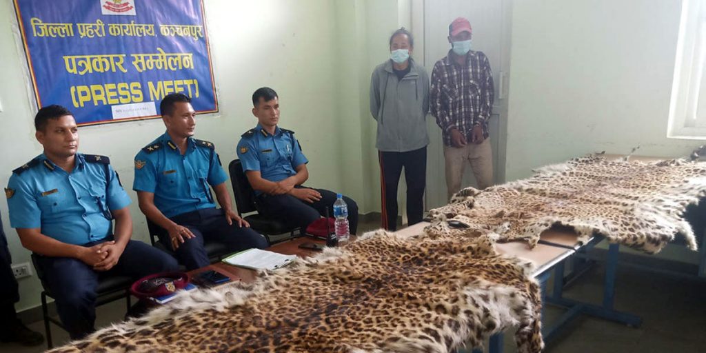 चितुवाके छालासहित दुई पक्राउ