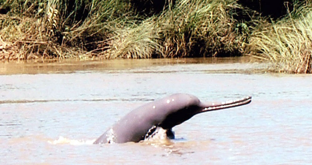 कैलालीके लडियामे डेखपरे लग्लै डल्फिन