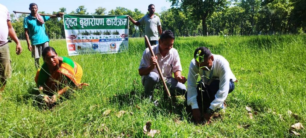 कैलारीके ठेपरिन्ह्यामे वृहत बृक्षारोपण कार्यक्रम सुरु