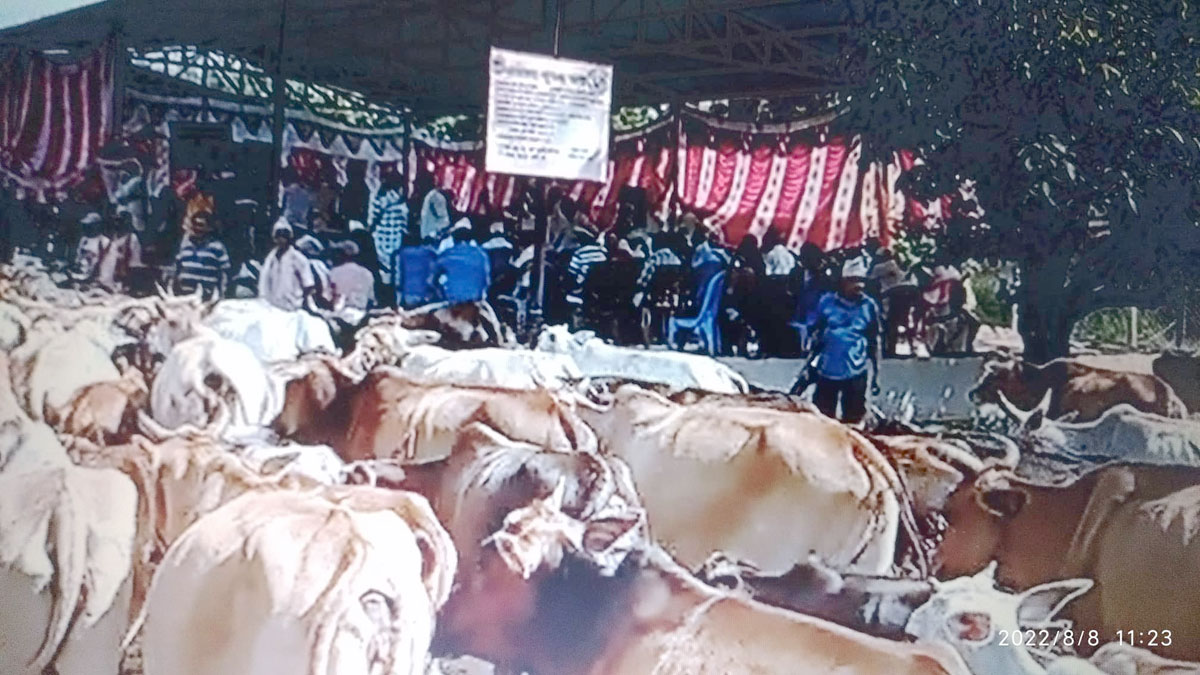 छाडा चौपाया व्यवस्थापनमे जुटटी पालिका