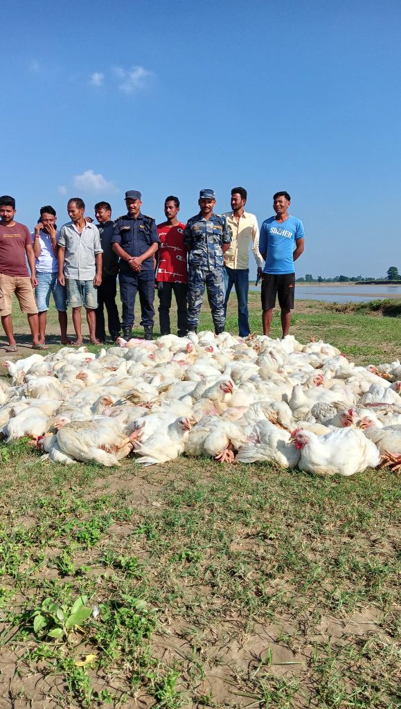 साढे ३ कुन्टल ढेर अवैध बोइलर मुरगी नष्ट
