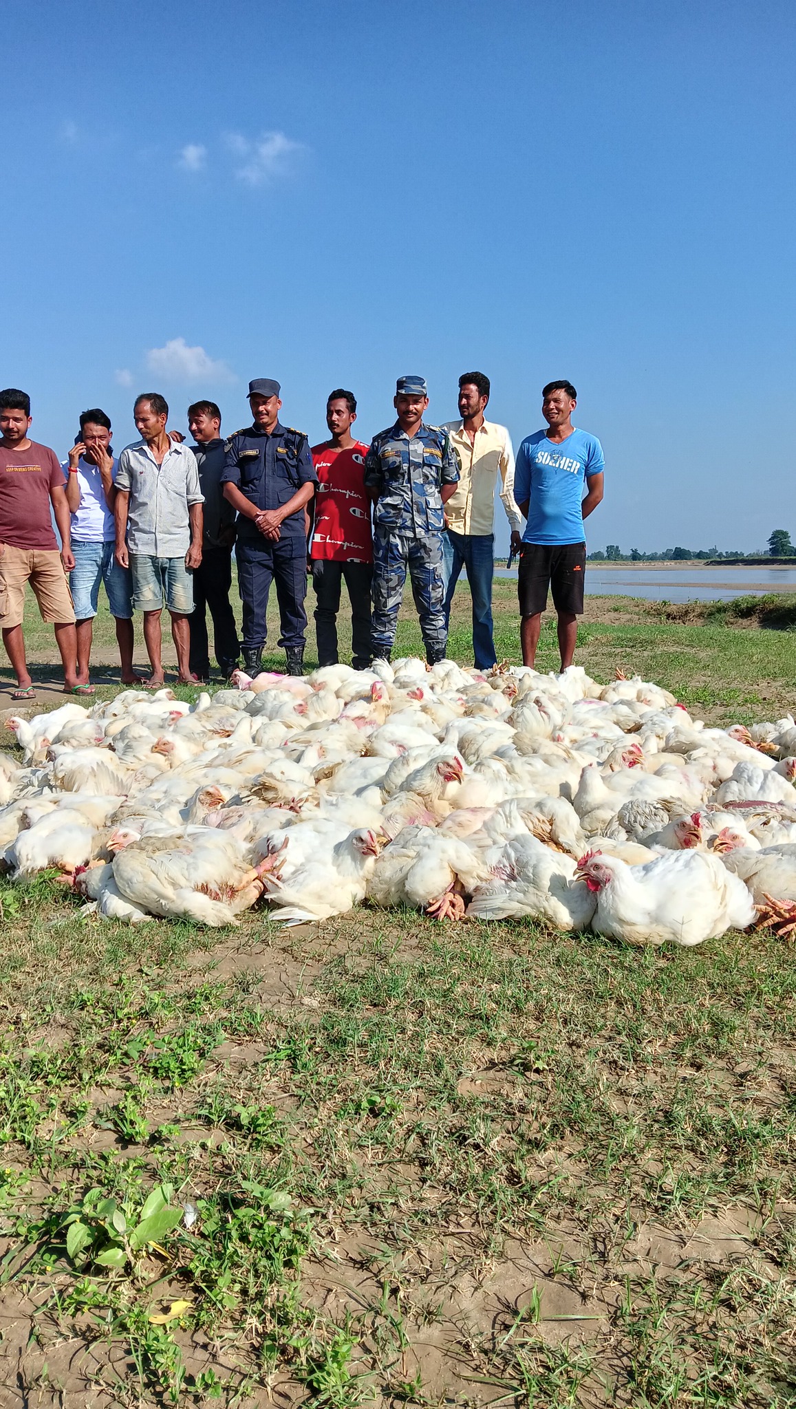 साढे ३ कुन्टल ढेर अवैध बोइलर मुरगी नष्ट