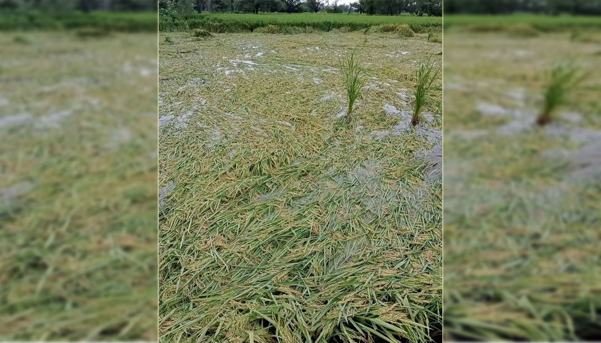 मनसुनसे धान भित्र्याइना समस्या