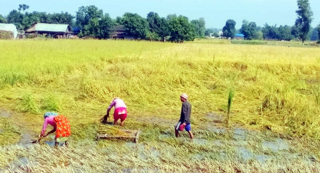हिलाम्य खेतुवामे धान ओसरटी कृषक