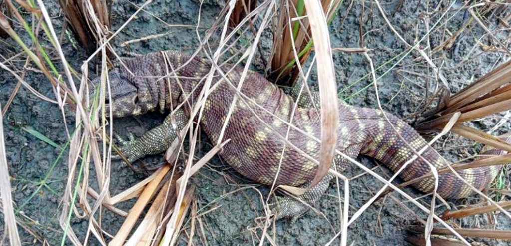 पिरवा गोहटियाके उद्धार