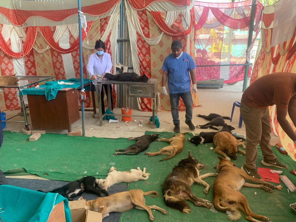 १ सय २१ ठो कुक्करीनके बन्धयाकरण