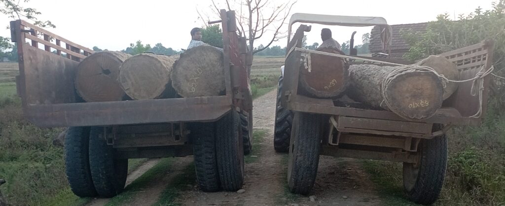 गोलिया काठ बरामद