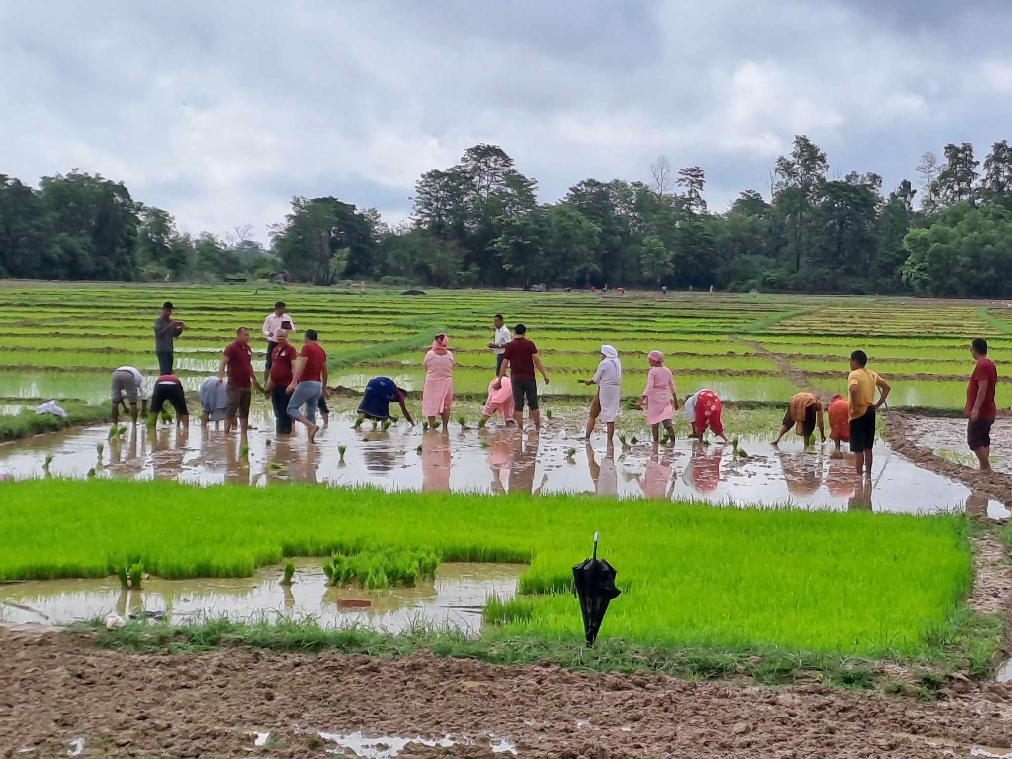 कैलारीमे २०औं राष्ट्रिय धान दिवस मनागिल