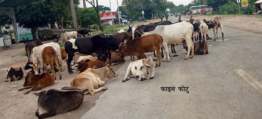 डगरामे पशुचौपाया बँध्ना रोक, अटेरी कैलेसे कार्वाही