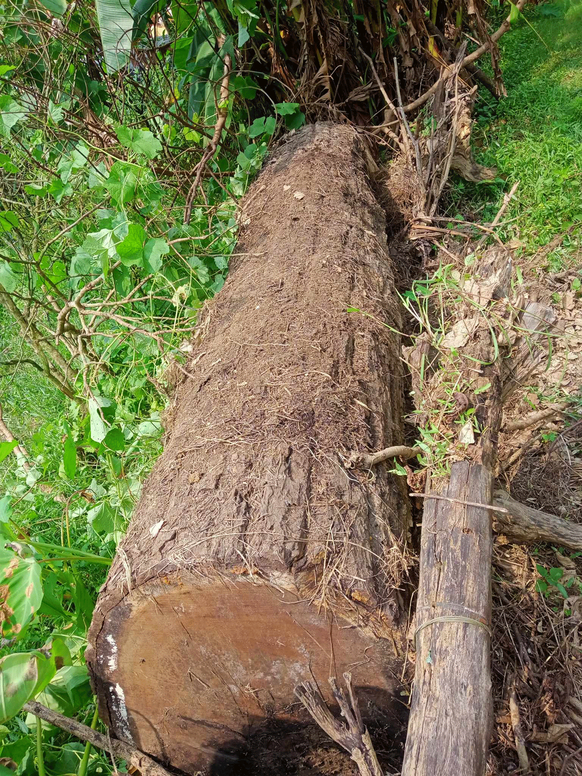 इप्रका हसुलियासे अवैध सालके काठ नियन्त्रण