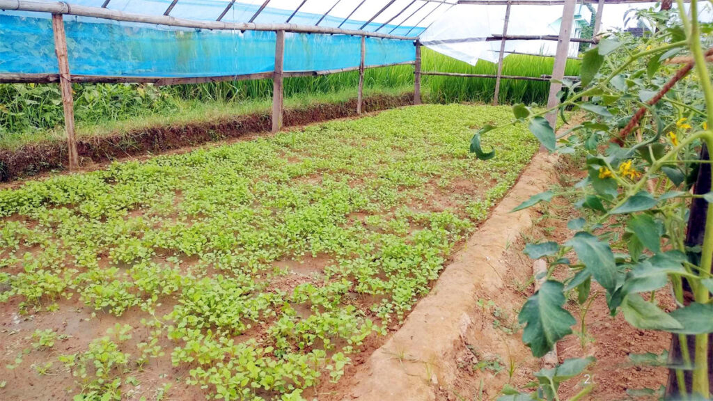 टिनाके टेलुवा विक्रीसे एक सिजनमे डेढ कटठामे डेढ लाख आम्दानी