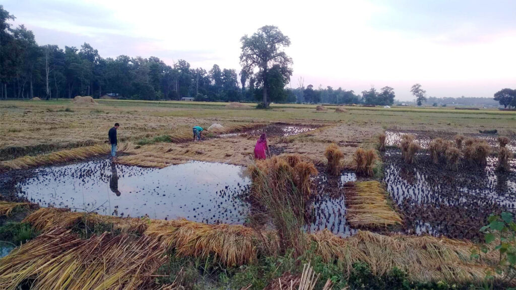 डसियक मुहमे बेमौसमी पानी बरसके किसानहुकन धान ओसर्न कर्रा