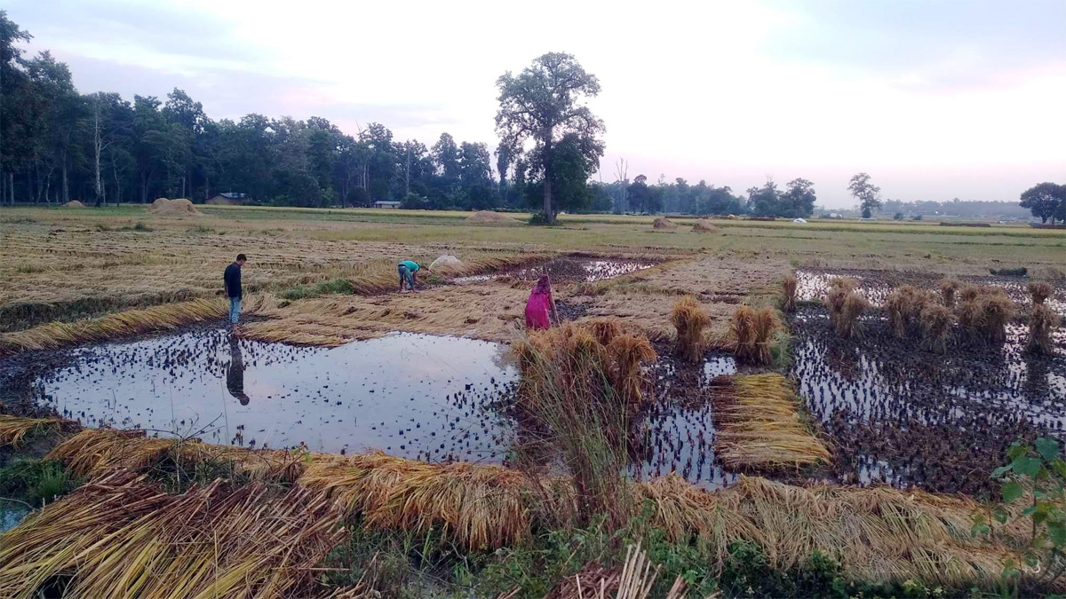 डसियक मुहमे बेमौसमी पानी बरसके किसानहुकन धान ओसर्न कर्रा