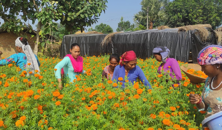 फूला खेतीसे एक लाख रुप्या आम्दानी