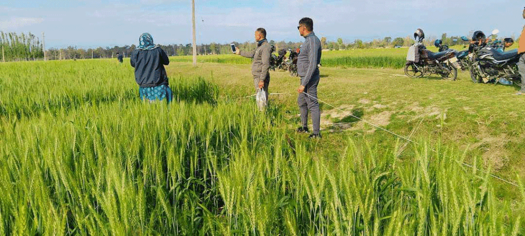 सुरु कैगिल लालबोझिमे रहल पुरैना तालके रेखांकन कार्य