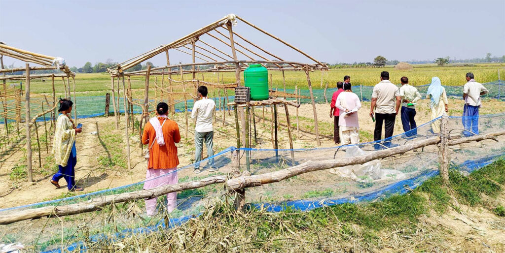 टिना खेतीसे आर्थिक सशक्तीकरणमे टेवा