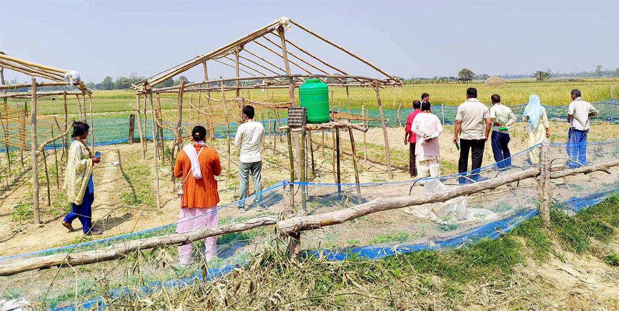 टिना खेतीसे आर्थिक सशक्तीकरणमे टेवा