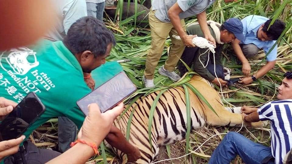 नियन्त्रणमे नरभक्षी बघ्वा