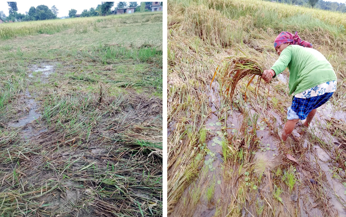 बर्खा नैओराके किसानहे धान ओसर्ना समस्या