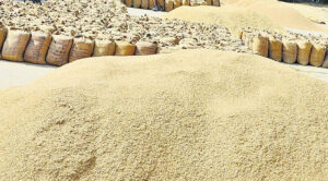 ढेर किसान समर्थन मोलमे धान विक्री करेनैपैलै