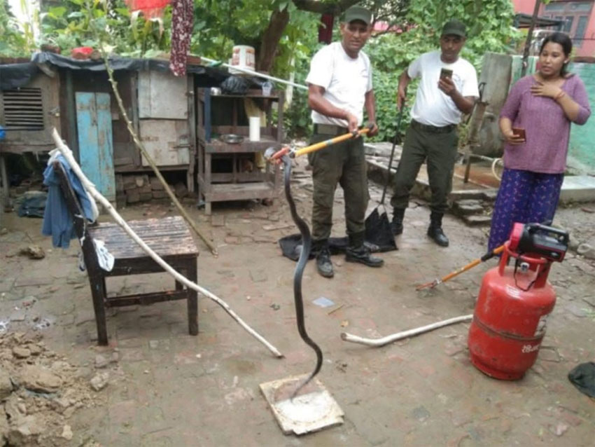 धनगढी नगर प्रहरीसे दुई हजार ढेर सापनके उद्धार