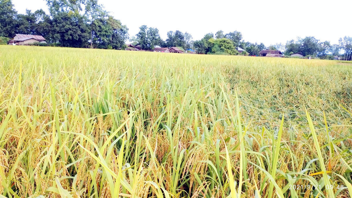 मोटा धानके समर्थन मोल ३४ सय ६३ रुप्या