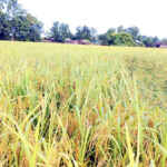 बेमौसमी बर्खा नैरुक्के किसानन समस्या