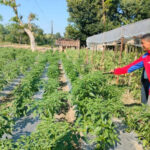 मल्चिङ प्रविधिमे टिना खेती कैटी मुक्तकमैया