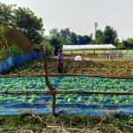 पोषण बगैचासे डाई ओ लर्कनहे फाइदा