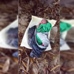 सौरीक लर्का झारीमे फेकुइया महिला पक्राउ