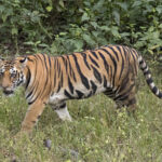 सामुदायिक वनमे बच्चासहितपाटेबाघ डेखलपाछे स्थानीय त्रासित