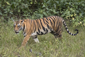 सामुदायिक वनमे बच्चासहितपाटेबाघ डेखलपाछे स्थानीय त्रासित
