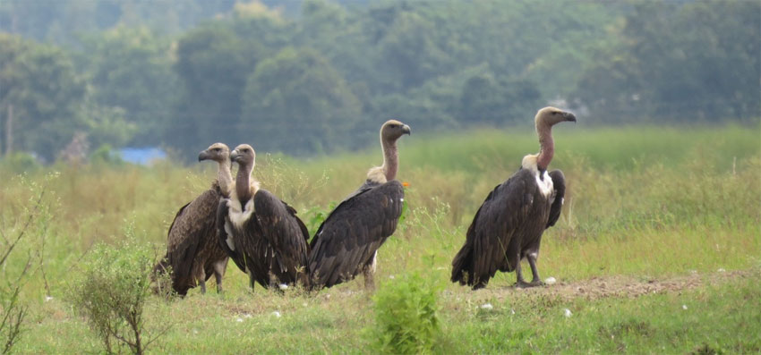 गिद्धके प्राकृतिक बासस्थान संरक्षण हुइक पर्ना